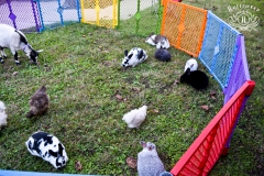 2019-10-31-WHUMC-Trick-Or-Treat_0001-min