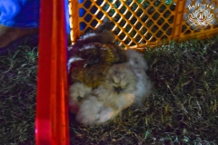 2019-10-31-WHUMC-Trick-Or-Treat_0094-min